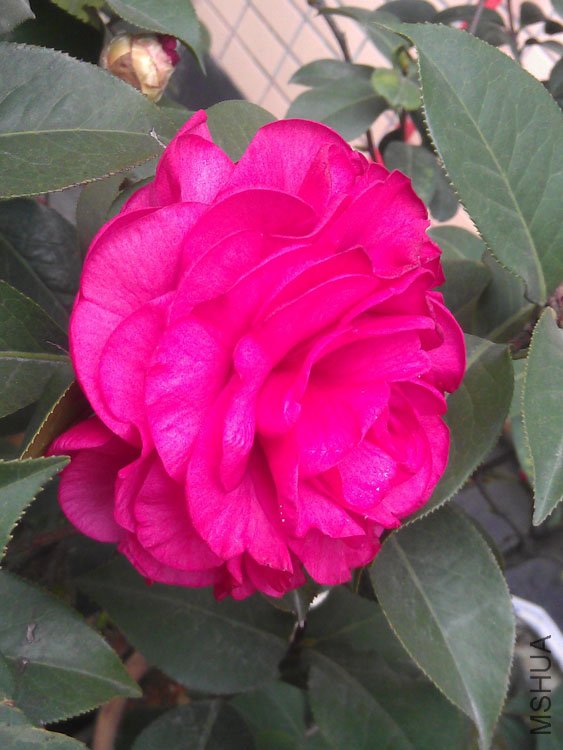 IMAG0418.jpg