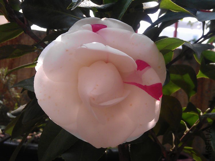 IMAG0398.jpg