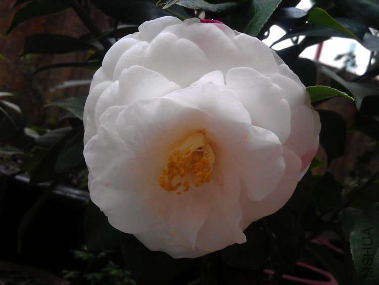 IMAG0411.jpg