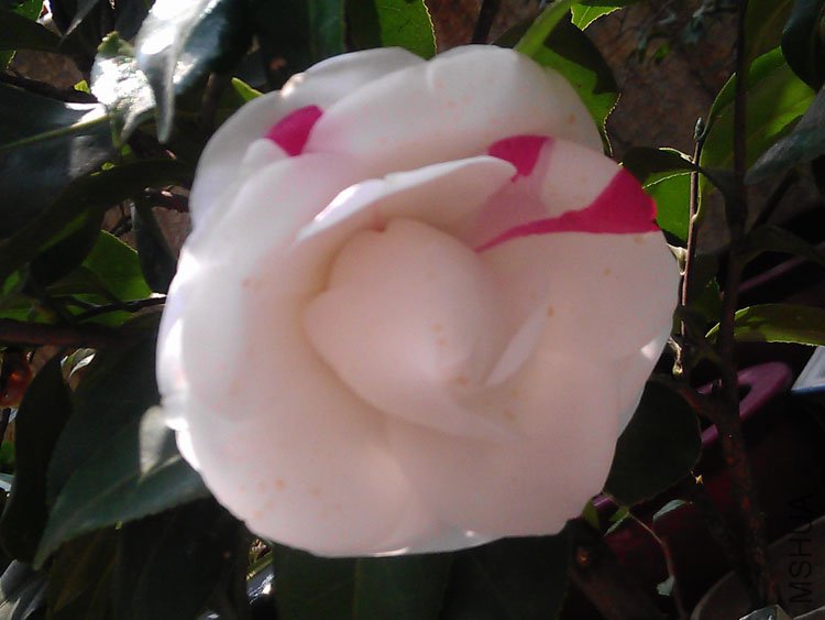 IMAG0410.jpg