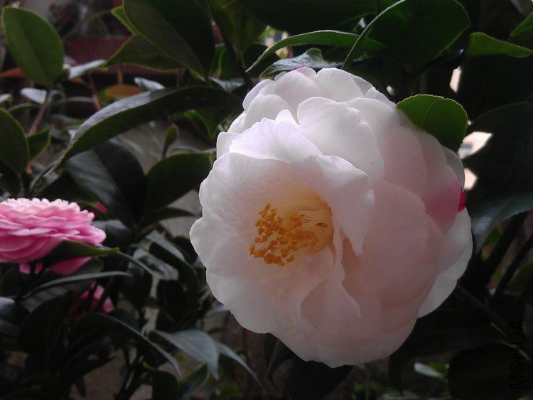 IMAG0412.jpg