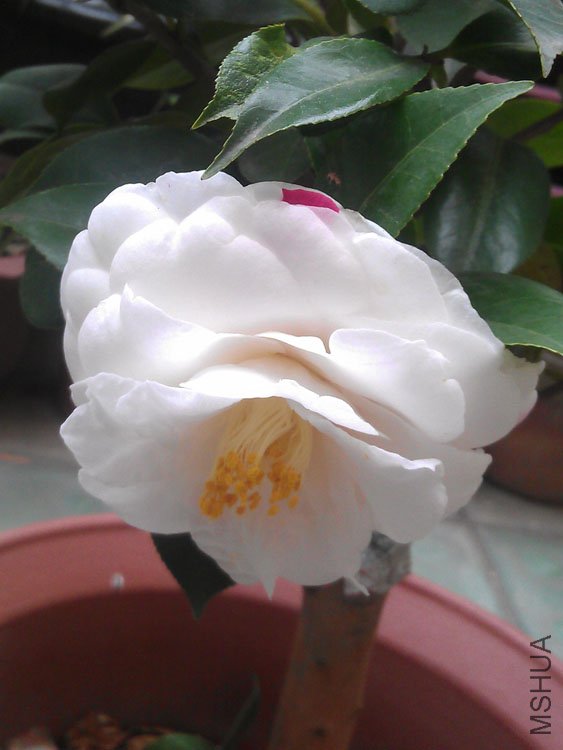 IMAG0413.jpg