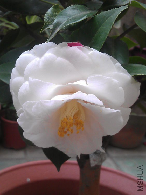 IMAG0414.jpg