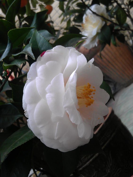 IMAG0415.jpg