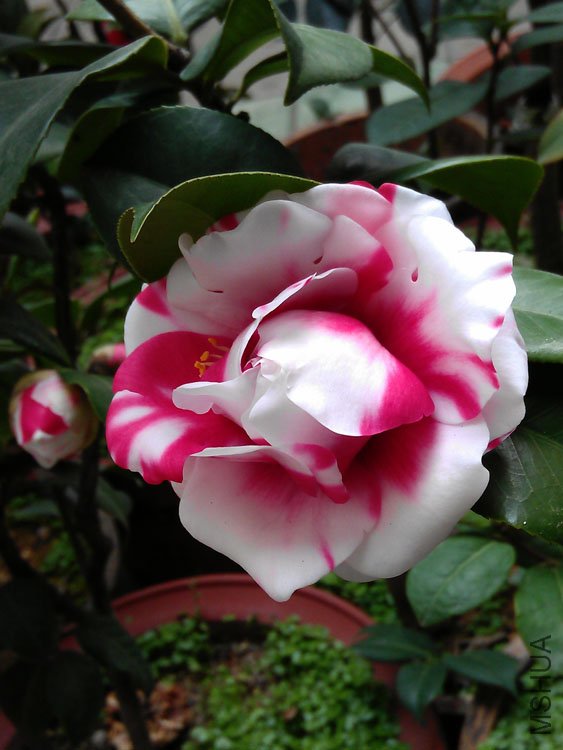 IMAG0387.jpg