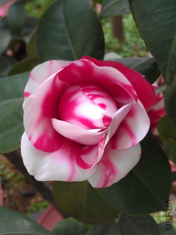IMAG0388.jpg