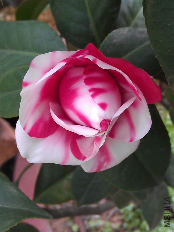 IMAG0389.jpg