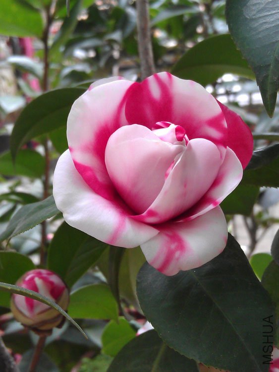 IMAG0390.jpg