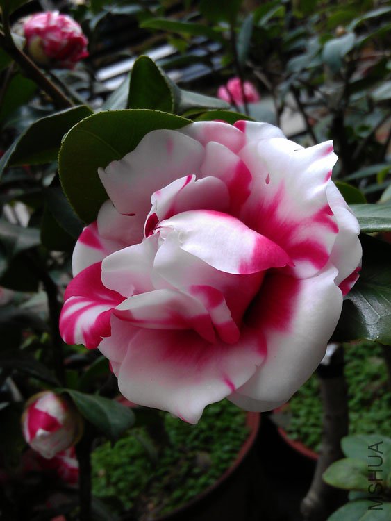 IMAG0391.jpg