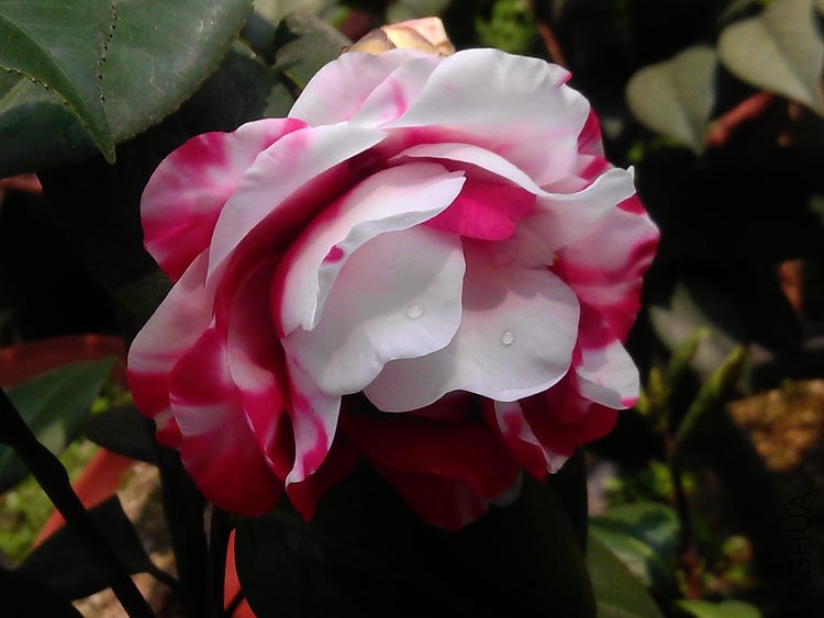 IMAG0405.jpg