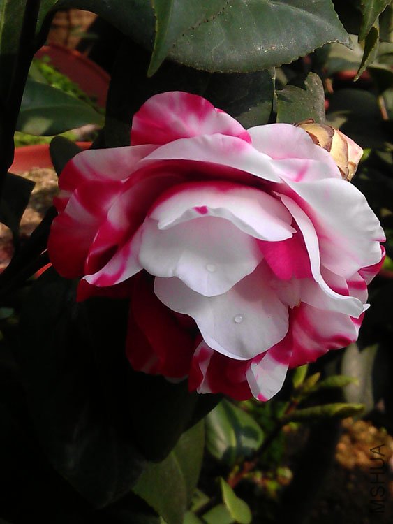 IMAG0406.jpg