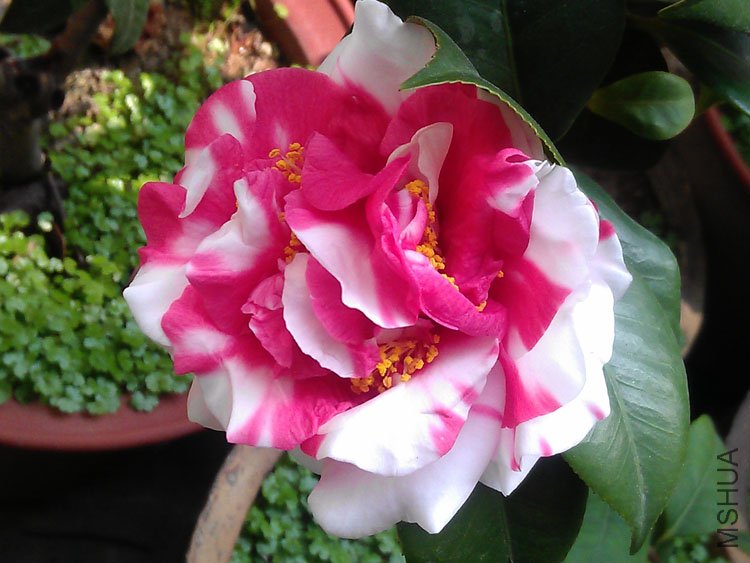 IMAG0407.jpg
