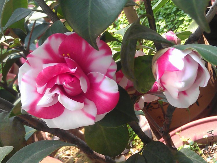 IMAG0408.jpg
