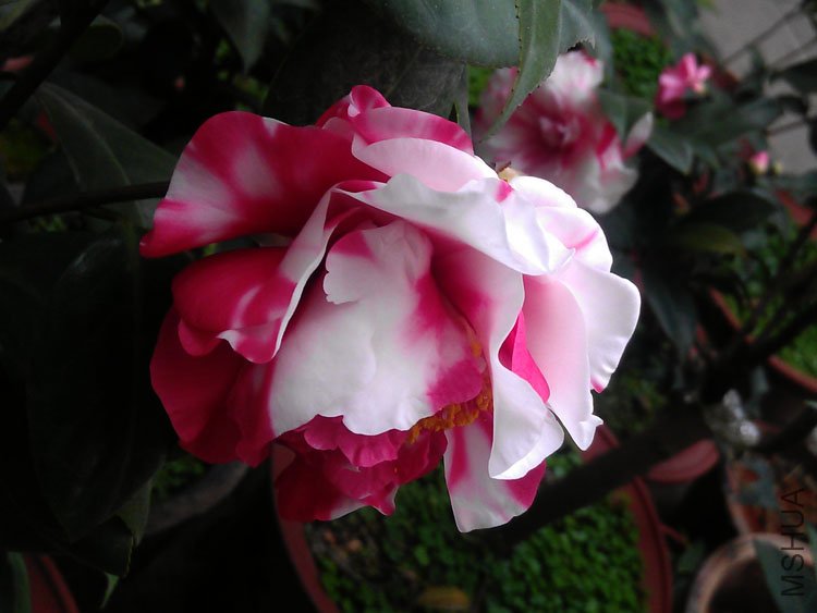 IMAG0424.jpg