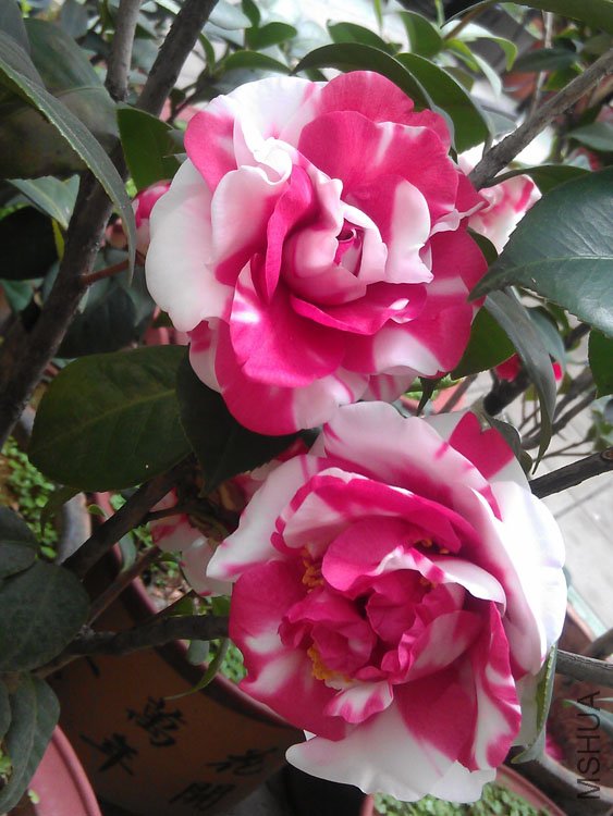 IMAG0425.jpg