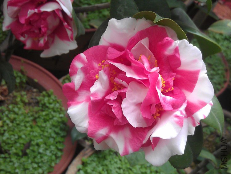 IMAG0427.jpg