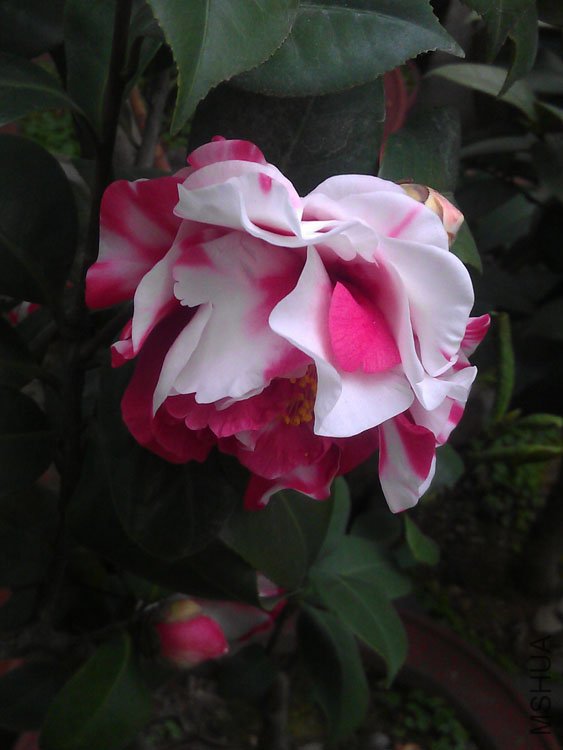 IMAG0450.jpg