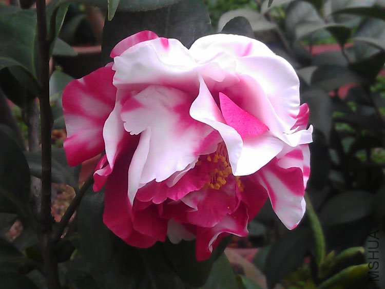 IMAG0451.jpg