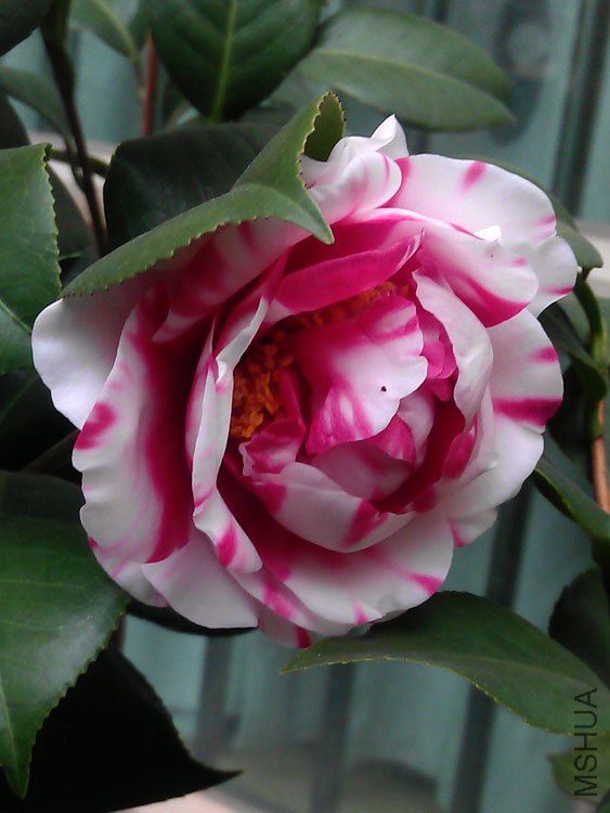 IMAG0433.jpg