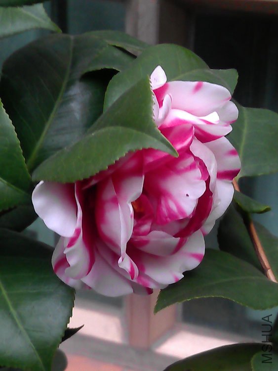 IMAG0432.jpg