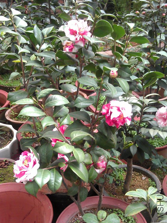 IMAG0431.jpg