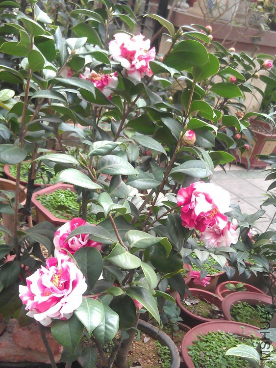 IMAG0430.jpg