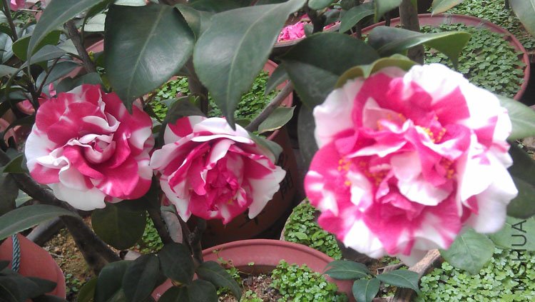 IMAG0429.jpg