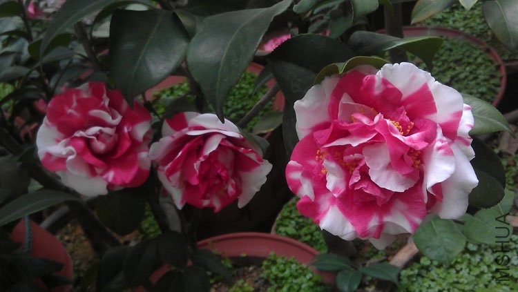 IMAG0428.jpg