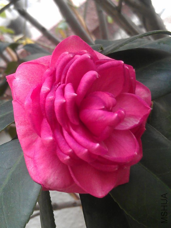 IMAG0440.jpg