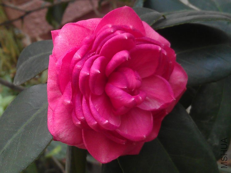 IMAG0439.jpg