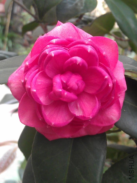 IMAG0438.jpg