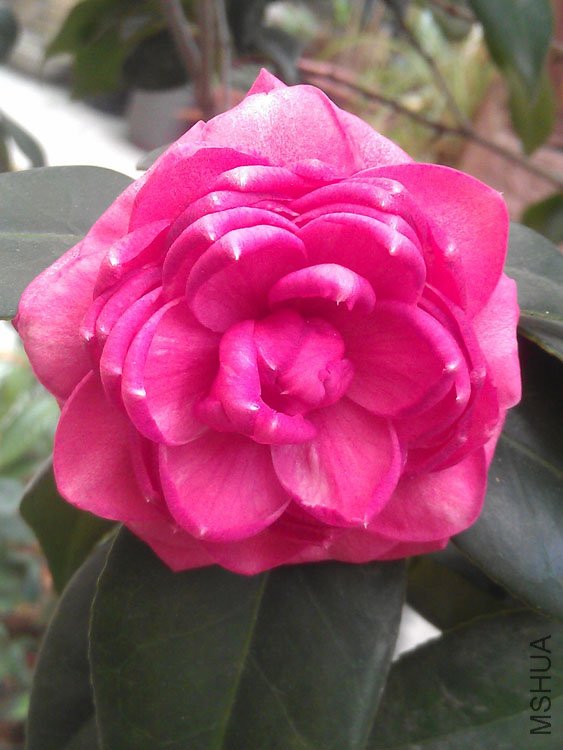 IMAG0437.jpg