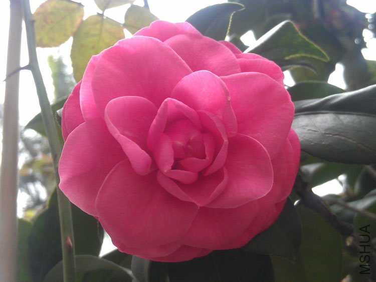 IMAG0435.jpg