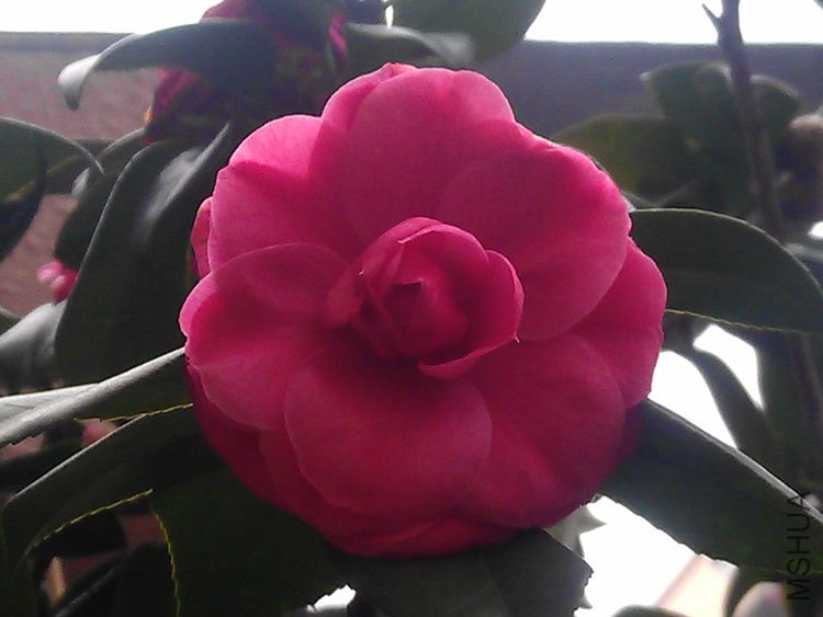 IMAG0436.jpg