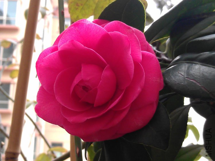 IMAG0395.jpg