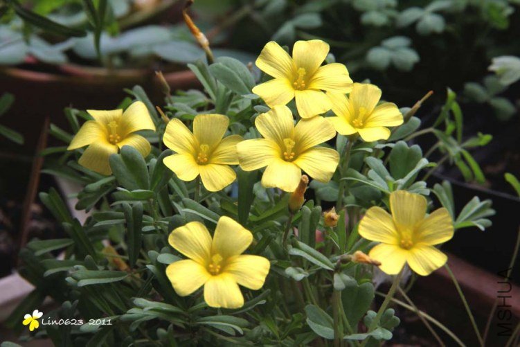 Oxalis Obtusa Buttercup.JPG