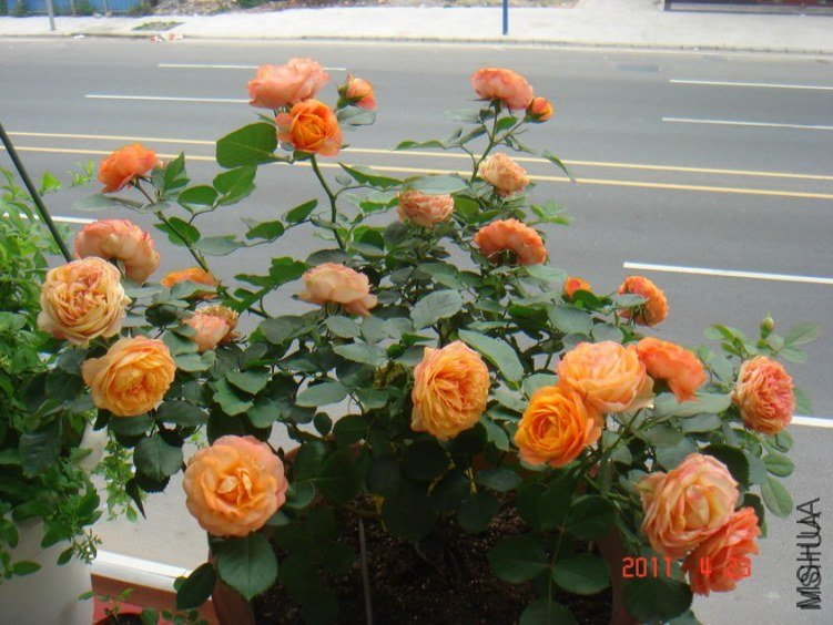 ��������2 of maggie_��.jpg