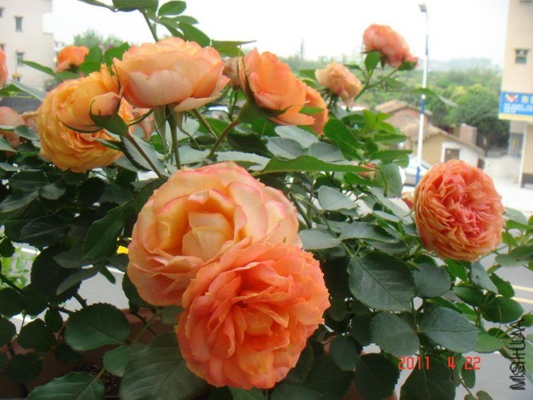 ��������3 of maggie_��.jpg