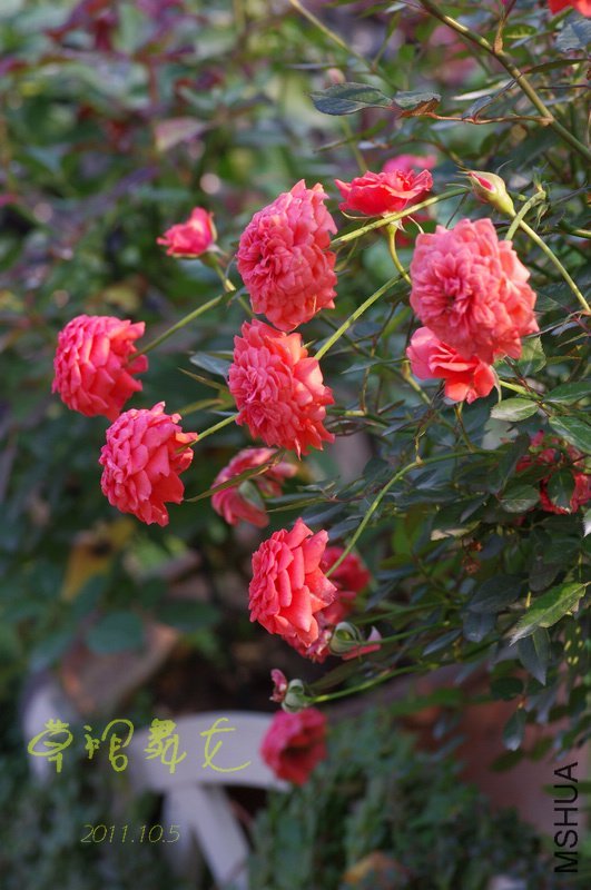 ��ȹ��Ů of ��������.JPG