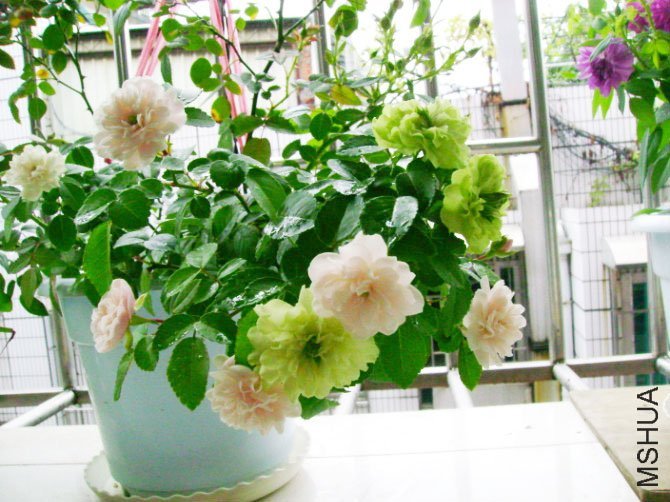 �̱� of sarah-rose.jpg