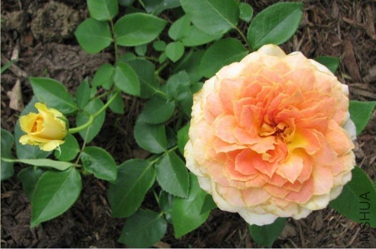 ���ǹŶ���CaramelAntike Freelander��.jpg