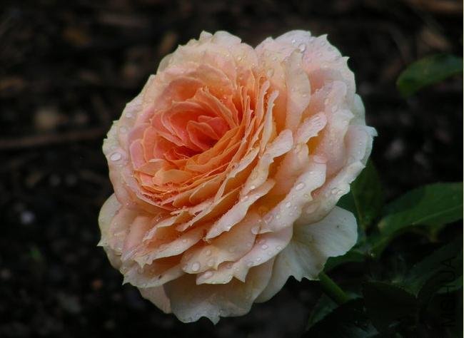 ���ǹŶ���CaramelAntike Freelander��2.jpg