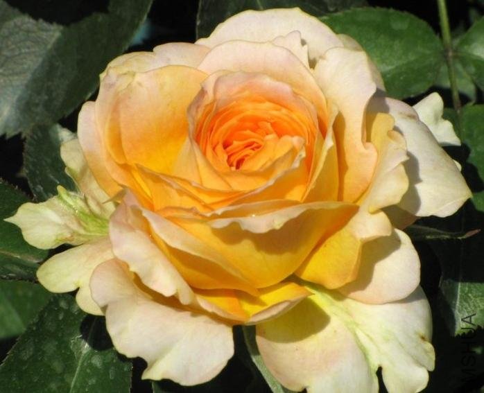 ���ǹŶ���CaramelAntike Freelander��3.jpg