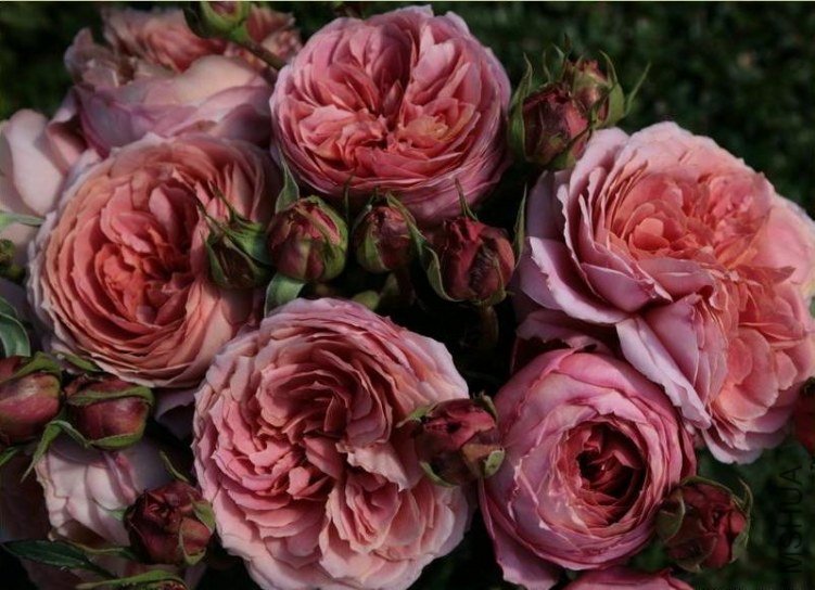 �����Ŷ���romantic antike��2.jpg