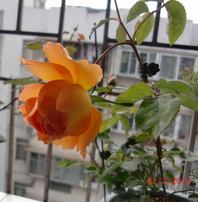 nEO_IMG_CIMG4049.jpg