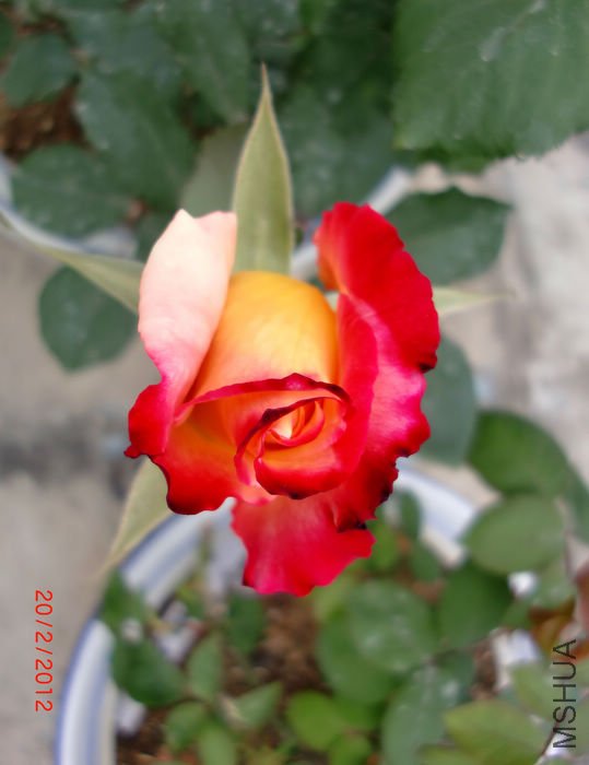 nEO_IMG_CIMG4010.jpg