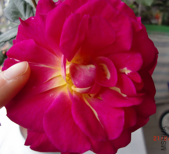 nEO_IMG_CIMG4091.jpg