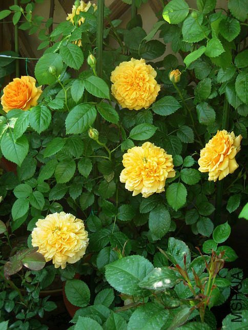 ���ͼͼ1 of Yifei1406.jpg