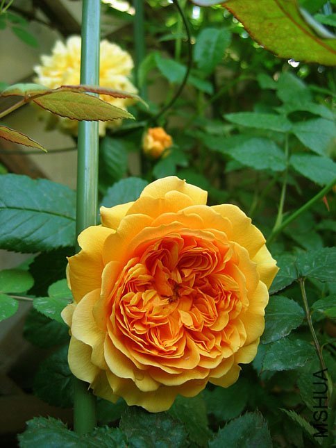 ���ͼͼ2of Yifei1406.jpg