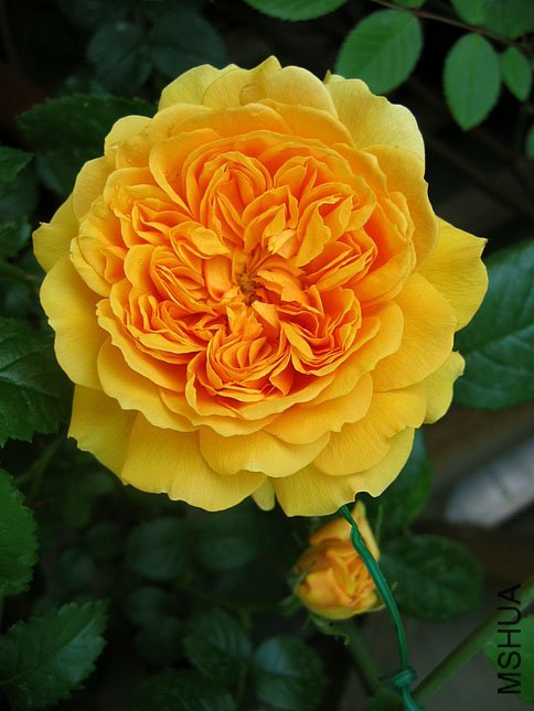 ���ͼͼ3of Yifei1406.jpg